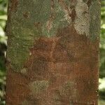 Byrsonima laevigata Kabuk