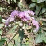 Cyrtocymura scorpioides Flower