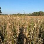 Typha latifolia Natur