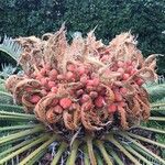 Cycas revoluta Фрукт