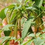 Brugmansia sanguinea Blatt