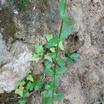 Centaurium erythraea Hostoa