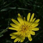 Tragopogon orientalis Flower