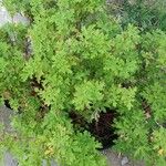 Pelargonium graveolens چھال