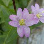 Epilobium anagallidifolium Flor
