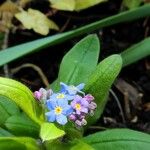 Myosotis arvensis Fleur