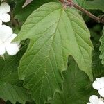 Viburnum sargentii Leaf