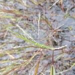 Panicum dichotomiflorum Fruit