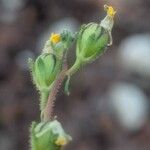 Linaria simplex Fruit