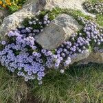 Globularia repens Plante entière