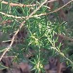 Erica erigena Folha