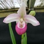 Phragmipedium longifolium Flower