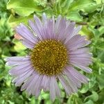 Erigeron glaucus Blomst