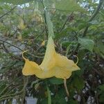 Brugmansia suaveolensKvet