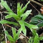 Artemisia dracunculus Лист