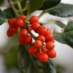 Ilex cornuta ഫലം