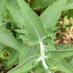 Salvia canariensis Leaf