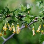 Ribes quercetorum Blüte