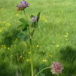 Trifolium resupinatum 整株植物