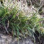 Carex parviflora Лист