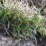 Carex parviflora Hoja