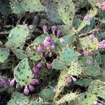 Opuntia stricta Fruit