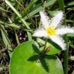 Nymphoides indica Kvet