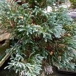 Chamaecyparis pisifera 葉