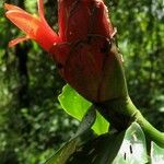 Costus pulverulentus Fruto