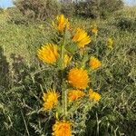 Scolymus grandiflorus Flower