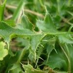 Cirsium acaulon Altro