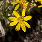 Stenotus armerioides Flower