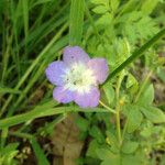 Nemophila phacelioides Цвят