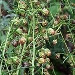 Artemisia alba Fruit