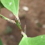 Gymnosporia senegalensis Leaf