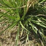 Eryngium paniculatum Лист