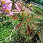 Tabebuia heterophylla Levél