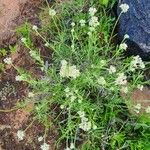 Helichrysum glumaceum Fiore