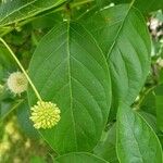 Cephalanthus occidentalis Folla