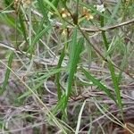 Secamone tenuifolia Hoja