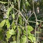 Rhipsalis floccosa Bark