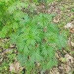 Leonurus quinquelobatus Hoja