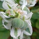 Euphorbia marginata Fruit