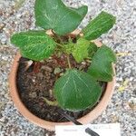 Gossypium herbaceum Foglia