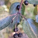 Aristotelia chilensis Fuelha