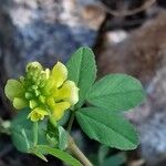 Trifolium boissieri Blomst