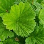 Geum coccineum Foglia