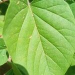 Jacquemontia tamnifolia Blatt