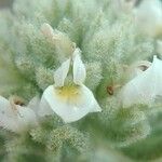 Heliotropium europaeum Çiçek