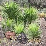 Agave sisalana Habit